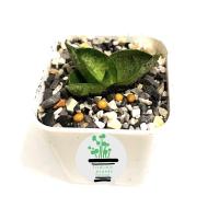 ราคา ต้นงาช้างแคระบอลเซลSensevieria Boncellensis (11220665105)