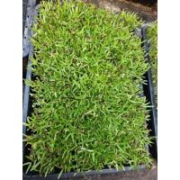 ราคา เมล็ดผักบุ้ง ต้นอ่อนผักบุ้ง 1กิโล (51502400546)