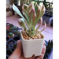 ราคา ว่านพญานาคราช ต้นพญานาคราชด่างขาว หางมังกร (2146591022)