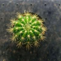 ราคา กระบองเพชร ดาวล้อมเดือน (1311296228)