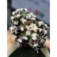 ราคา ยิมโน​ T-REX​ กราฟ​ตอสามเหลี่ยม​ ต้นแม่ภาพ​สุดท้าย​ จัดส่ง​แบบ​เปลือย​ราก​ค่ะ (11214735532)