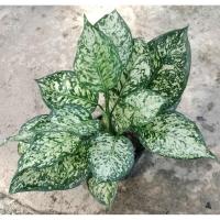 ราคา ต้นอัญมณีขาว (ต้นไม้มงคล, ไม้ใบตระกูลอโกลนีมา) (40622297685)