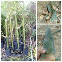 ราคา ต้นไผ่กิมซุง ไผ่ตงลืมแล้ง ไผ่ใช้ลำ ไผ่ออกหน่อนอกฤดู (3339409260)