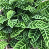 ราคา คล้าม้าลาย ไม้มงคลปลูกในร่ม (ขายดีมาก) (7608070111)
