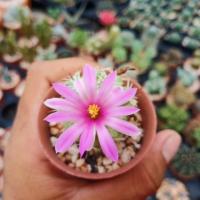 ราคา Mammillaria Schumannii แมมมิลลาเรีย ชูแมนนิไอ (4840933885)
