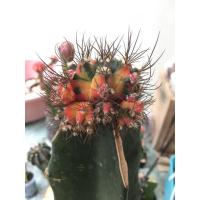 ราคา ต้นยิมโน LBHB ด่าง และ ยิมด่าง- แอลบีไฮบริดด่าง&ยิมโนด่าง (gymnocalycium) - กระบองเพชร ราคาถูกแคคตัส (28403363800)
