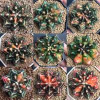 ราคา กระบองเพชร ยิมโนด่าง ไม้เพาะเมล็ด แคคตัส cactus (13905230395)