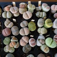 ราคา Lithops ไลทอป ลิทอป หินมีชีวิต (B4) (9842596432)
