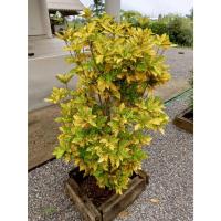 ราคา ต้นพันธุ์ โกสน ใบขนุน มีจุดด่างเหมือนใบขนุน ถุงดำพร้อมปลูก 29บาท ต้นโกสน (Codiaeum variegatum) (42370702348)