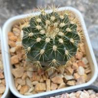 ราคา Melocactus เมโลแคคตัส (8013326516)