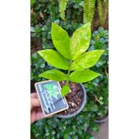 ราคา กวักมรกตด่างขาวก้านเขียว สวนไม้จิ๋ว กวักมรกตด่างบางกอก (27957541816)