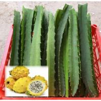 ราคา กิ่งแก้วมังกรเอกวาดอร์ สีเหลือง กิ่งมีรากแล้ว กิ่งตัดสด พันธุ์แท้100% (7157992507)