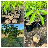 ราคา 1 ต้นมะม่วงเบาใต้ไซส์กลาง ต้นเสียบยอด (26031728529)