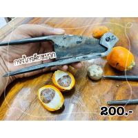 ราคา กรรไกรคีบหมากตัดหมาก (3879566223)