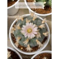 ราคา Lophophora williamsii โลโฟวิลเลี่ยมไม้เมล็ด 3" (21461584687)