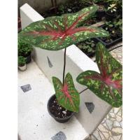 ราคา เจ้ากรุงไกรเซอร์ กระถาง6” (19145208248)