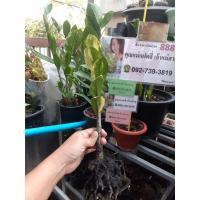 ราคา กวักมรกตด่าง ไม้มงคล ไม้ด่าง (16297410304)