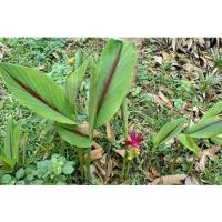 ราคา ต้นสมุนไพรว่านมหาเมฆ ขมิ้นดำ ว่านขมิ้นดำ ขิงดำ ถุงดำพร้อมปลูก 39 บาท (11499501143)