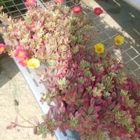 ราคา คุณนายตื่นสายใบด่าง ดอกสวย ออกดอกตลอดปี กระถาง5" (24180890166)