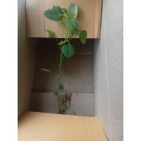 ราคา ต้นกัญชาแมวหรือตำแยแมว ชุด 10 ต้น (49801740626)