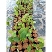 ราคา ต้นพันธฺกระชายเหลือง หรือกระชายขาว ในถุงดำพร้อมปลูก 29 บาท เอาไปปลูกหัวจะขยายได้อีกมาก (10304124277)