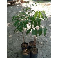 ราคา ต้นหลุมพอด่างไม้ภาคใต้ (3487360567)