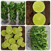 ราคา กิ่งพันธุ์มะนาวแป้นสุขประเสริฐลูกดกทั้งปี น้ำดีกลิ่นหอม ทนโรคดี ลูกดกทั้งปี เมล็ดน้อยมาก (15023287282)