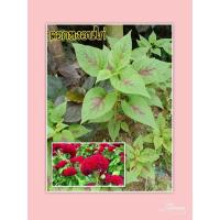 ราคา ดอกหงอนไก่สีแดงพร้อมปลูก1แถม1ส่งแบบถอนต้นหุ้มราก #เมล็ดพันธุ์ต้นหงอนไก่ (11775740579)