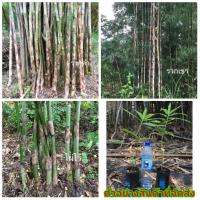 ราคา (1ต้น)(มีให้เลือก49พันธุ์)(ขาย ต้นพันธุ์) ไผ่ ต้นไผ่ ต้น ไผ่เก้าดาว โคลัมเบีย หนามน้อย หลวง ยักษ์ Moo Light Bicolour ไผ่ (11647999837)