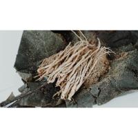 ราคา ต้นกล้าผักหวานป่าอายุ 5เดือน (12713701806)