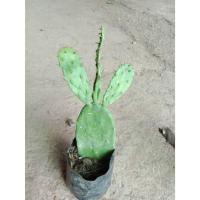 ราคา ต้นพันธุ์ กระบองเพชรหูกระต่าย ถุงดำพร้อมปลูก 29บาท โอพันเทีย หูกระต่าย กระบองเพชรเสมา กระบองเพชร มิกกี้เม้าส์ (43259262216)