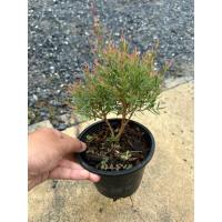 ราคา สนหอมไล่ยุง กระถาง6นิ้ว (41459354351)