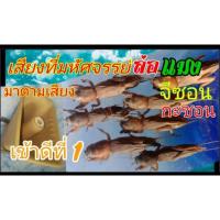 ราคา เสียงแมงจิซอน10ชั่วโมงบันทึกเสียงพร้อมใช้USB (17524588853)