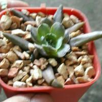 ราคา ต้นกระบองเพชร แคคตัส ยิมโน กุหลาบหิน (4402512016)