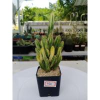 ราคา คอนโดนางฟ้าด่างหรือปราสาทนางฟ้าด่าง แคคตัส/กระบองเพชร (12057857022)