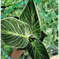 ราคา ฟิโลเดนดรอน เบอร์กิ้น Philodendron Birkin ไม้ฟอกอากาศ (9589129175)