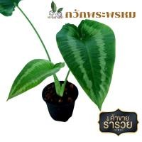 ราคา ต้นกวักพระพรหม กวักพระพรหม ว่านกวักพระพรหม ไม้มงคล เรียกโชคลาภ เงินทอง เรียกลูกค้ายอดเยี่ยม (19300431869)