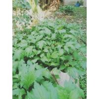 ราคา ต้นพันธุ์ จิงจูฉ่าย พร้อมปลูกในถุงดำ 29 บาท จิงจูฉ่าย เป็นไม้พุ่ม อายุหลายปี ใบกินเป็นผัก (28524624446)