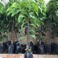 ราคา น้อยหน่า ฝ้ายเขียวเกษตร 2 ทาบกิ่ง พันธุ์เนื้อ พันธุ์แท้ (4337983159)