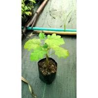 ราคา ต้นพันธุ์มะแว้ง มะแคว้ง มะแคว้งขม ถุงดำพร้อมปลูก 39 บาท หมากแข้งขม หมากแข้ง (29781003748)