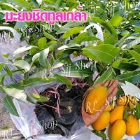 ราคา 4 ต้น*ต้นมะยงชิดทูลเกล้า ให้ผลใหญ่เท่าไข่ไก่กรอบ ต้นเสียบยอด25-30เซ็นผลผลิตผลใหญ่ มีสินค่าพร้อมส่ง (6778856564)