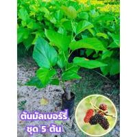 ราคา ต้นมัลเบอร์รี่หรือลูกหม่อน( ปักชำ )ผลสุกมีสีม่วงดำ ลูกใหญ่ ปลูกง่าย ปลูกได้ทุกพื้นที่ ติดผลไว ติดผลตลอดปี (42518426121)