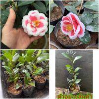 ราคา (1ต้น)(ขาย ต้นพันธุ์) ดอก ต้น คามีเลีย คามิเลียย camellia ต้นคามีเลีย ต้นคามิเลีย สี ชมพู ขอบขาว / ต้นหูกระต่าย (13635560728)