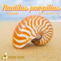 ราคา Andaman seashell เปลือกหอย หอยงวงช้าง ตัวเล็ก (Nautilus pompilius) (20300590690)