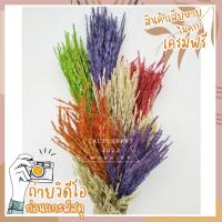 ราคา รวงข้าว รวงข้าวแห้ง หญ้าแห้ง ดอกไม้แห้ง ดอกหญ้า ดอกหญ้าเเห้ง (5220006680)