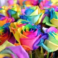 ราคา เมล็ดพันธุ์กุหลาบสีรุ้ง (มีสีขาว /ดำ/ฟ้า) มาใหม่จ้า (39875259)