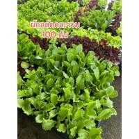 ราคา ต้นกล้าผักสลัดคละรวม 100 ต้น 5 สายพันธ์ ต้นกล้าผักสลัดไฮโดร ต้นกล้าผักพร้อมปลูก กรีนโอ๊ค เรดโอ๊ค กรีนคอส สลัดแก้ว ผักกาด (42955279949)