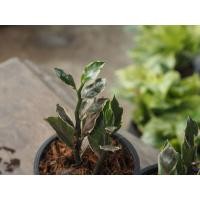 ราคา กวักทับทิมสยาม (กวักเงินด่างชมพู) (28993815157)