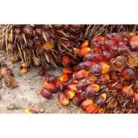 ราคา เมล็ด เมล็ด 100 เมล็ด เมล็ดปาล์มน้ำมัน โกลด์เด้นเทเนอร่า ราคาอินทรีย์ GT ปาล์มน้ำมันลูกผสม(D ผักบุ้ (22240283938)