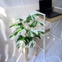 ราคา ราคาพิเศษ พร้อมหินตกแต่ง ต้นมอนสเตอร่าด่างขาวปลอม 18 ใบ สูง 70-90 เซนติเมตร ต้นด่างปลอม มอนสเตอร่า (13934409547)